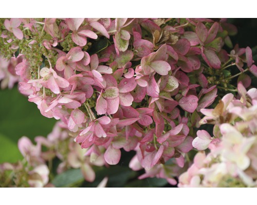 Rispenhortensie FloraSelf Hydrangea paniculata 'Wim's Red' H 50-60 cm Co 6 L