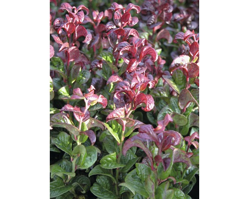 Traubenmyrthe Kugel FloraSelf Leucothoe axillaris 'Curly Red' H 30-40 cm Co 6 L Im Bild ist ein Bodendecker mit roten und grünen Blättern zu sehen.