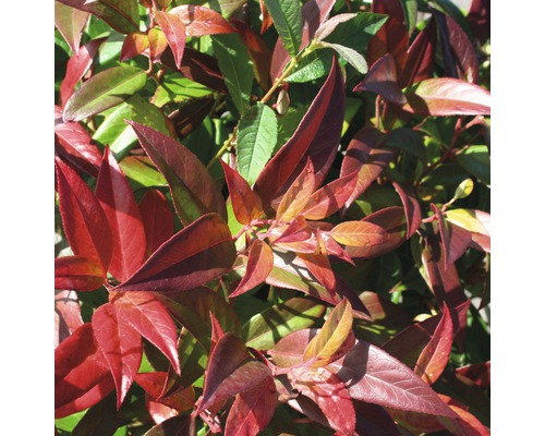 Traubenmyrthe Kugel FloraSelf Leucothoe axillaris 'Carinella' H 30-40 cm Co 6 L Glanzmispel mit roten und grünen Blättern