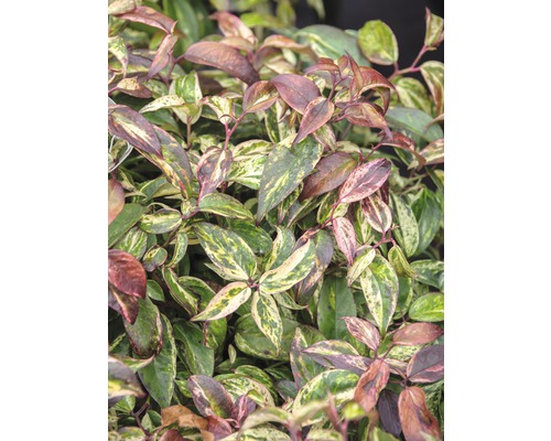 Traubenmyrthe Kugel FloraSelf Leucothoe fontanesiana 'Makijaz' H 30-40 cm Co 6 L