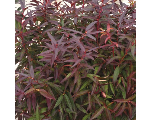 Traubenmyrthe Kugel FloraSelf Leucothoe keiskei 'Burning Love' H 30-40 cm Co 6 L Brennnesselblättriger Knöterich Pflanze im Detail