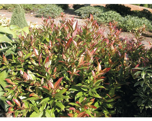 Traubenmyrthe Kugel FloraSelf Leucothoe keiskei 'Royal Ruby' H 30-40 cm Co 6 L Strauch mit roten und grünen Blättern im Garten.