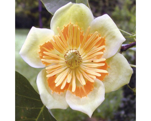 echter Tulpenbaum FloraSelf Liriodendron tulipifera H 60-80 cm Co 6 L