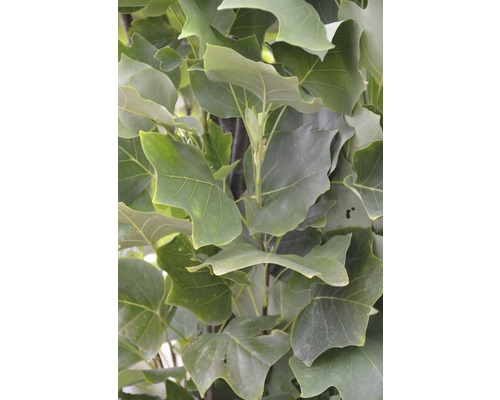 Säulen-Tulpenbaum FloraSelf Liriodendron tulipifera 'Fastigiatum' H 60-80 cm Co 6 L Nahaufnahme von Blättern eines Tulpenbaums