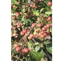 Zierapfelbaum mit reifen Früchten und grünen Blättern
