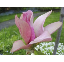 Magnolie FloraSelf Magnolia 'Daybreak' H 100-125 cm Co 10 L-thumb-0