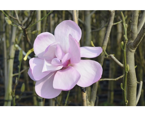 Magnolie FloraSelf Magnolia 'Susannah van Veen' H 100-125 cm Co 10 L