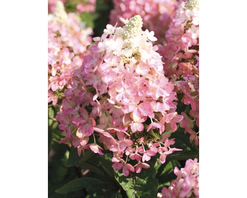 Rispenhortensie FloraSelf Hydrangea paniculata 'Magical Vesuvio' H 80-100 cm Co 10 L Nahaufnahme einer rosa Hortensienblüte