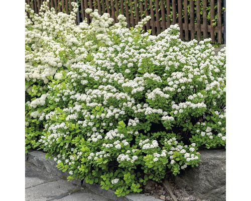 Spierstrauch FloraSelf Spiraea betulifolia 'Torgold' H 25-30 cm Co 4,5 L