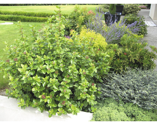 Mittelmeer-Schneeball Kugel FloraSelf Viburnum tinus 'Lisarose' H 30-40 cm Co 6 L Gartenanlage mit verschiedenen Pflanzen und Sträuchern