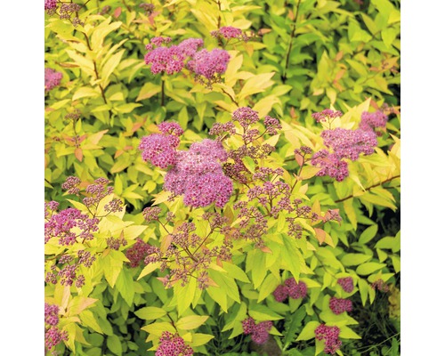 Spierstrauch FloraSelf Spiraea japonica 'Goldflame' H 30-40 cm Co 4,5 L