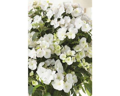 Girlanden-Hortensie FloraSelf Hydrangea Runaway Bride ® 'Snow White' H 50-60 cm Co 6 L