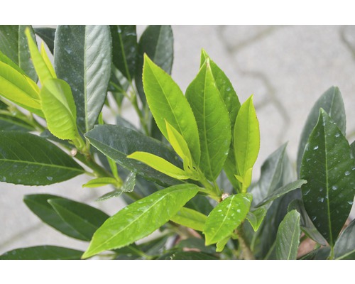 Lorbeerkirsche mit grünen Blättern