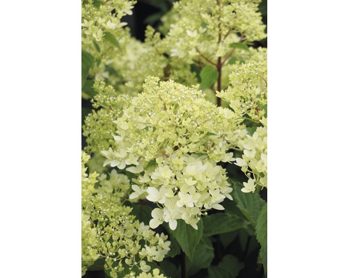 Rispenhortensie FloraSelf Hydrangea paniculata 'Magical Andes' H 50-60 cm Co 6 L