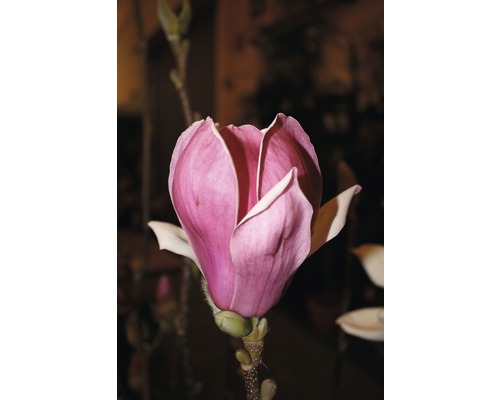 Magnolie FloraSelf Magnolia 'Satisfaction' H 100-125 cm Co 10 L-0