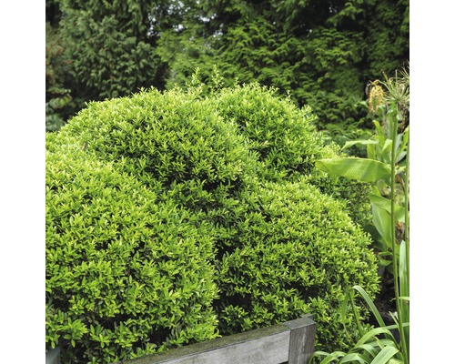 Niedriger Bergilex Kugel FloraSelf Ilex crenata 'Stokes' H 25-30 cm Co 4,5 L Nahaufnahme eines Buchsbaums im Garten.