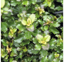 Stechpalme Kugel FloraSelf Ilex meserveae 'Little Rascal' H 25-30 cm Co 4,5 L-thumb-0