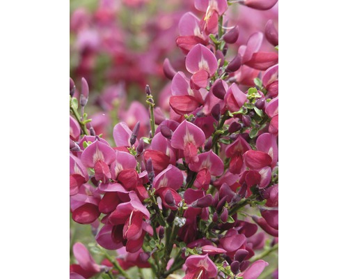 Roter Ginster Stamm 80 cm FloraSelf Cytisus praecox 'Windlesham Ruby' Gesammthöhe 100-110 cm Co 18 L