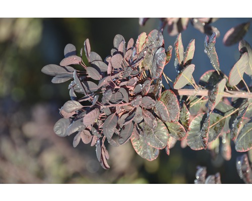 Perückenstrauch FloraSelf Cotinus coggygria 'Lilla' Halbstamm 40 cm H 60-100 cm Co 6 L