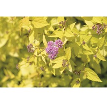 Spierstrauch mit gelben Blättern und rosa Blüten
