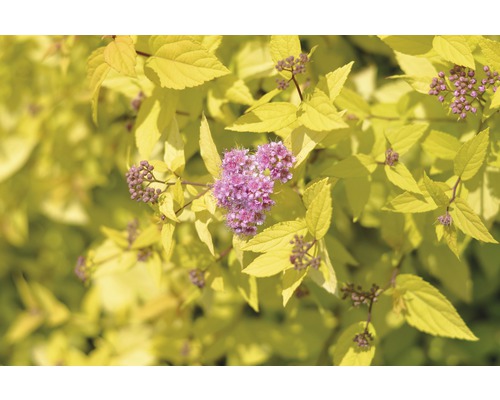 Spierstrauch FloraSelf Spiraea japonica 'Golden Princess' H 60-80 cm Co 15 L Spierstrauch mit gelben Blättern und rosa Blüten