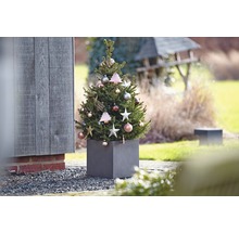 Dekorierter Nadelbaum im Pflanzgefäß für den Außenbereich