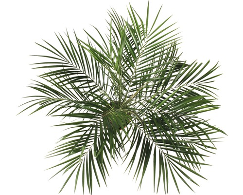 Topansicht einer Dattelpalme im Topf