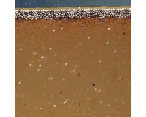 Aufzuchtbecken mit Fischlarven und Futter für die Fischzucht