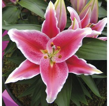 Nahaufnahme einer Lilienblüte mit rosa Blütenblättern