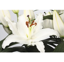 Nahaufnahme einer weißen Lilienblüte mit grünen Blättern
