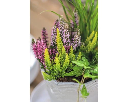 Topf mit Heidekraut und Grünpflanzen