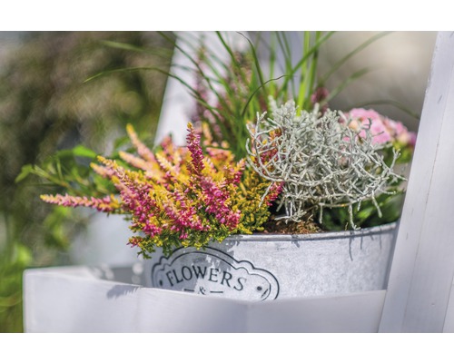 Dekorative Heidepflanzen in einem Metalleimer mit der Aufschrift Blumen