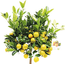 Mandarinenbaum mit Früchten und grünen Blättern