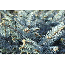Blaue Stechfichte Picea pungens 'Glauca Globosa' H 30-40 cm Co 6 L