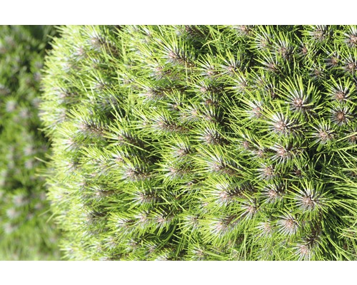 Nahaufnahme einer Kugelkiefer mit grünen Nadeln