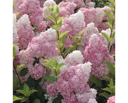 Rispenhortensienblüten mit Blättern
