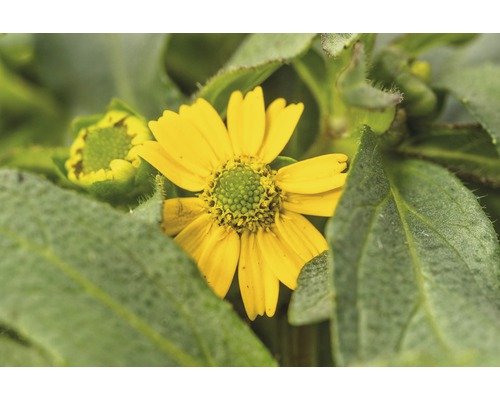 Goldmarie Blume mit Blättern