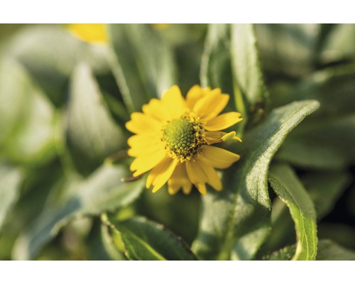 Gelbe Acmella-Blume mit grünen Blättern
