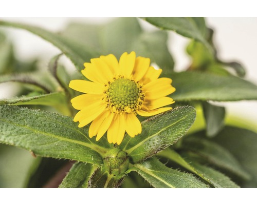 Gelbe Goldmarie Blume mit grünen Blättern