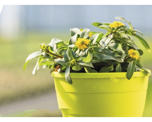 Gelbe Studentenblume im Topf