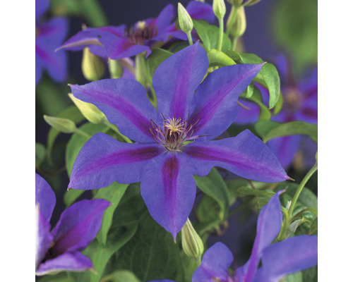 Waldrebe FloraSelf Clematis-Cultivars 'Mrs. N. Thompson' H 50-70 cm Co 2,3 L Nahaufnahme einer blauen Waldrebe mit violetten Streifen
