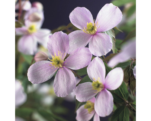 Berg-Waldrebe FloraSelf Clematis montana 'Rubens' H ca. 90 cm Co 2,3 L extra viele Blütenknospen