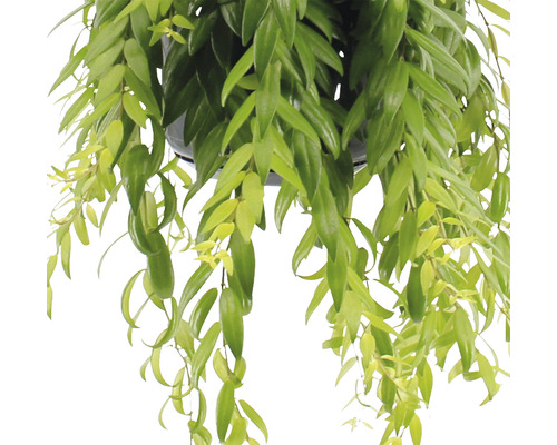 Hängepflanze mit grünen Blättern im Topf