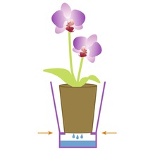 Illustration einer Orchidee im Topf mit Bewässerungssystem