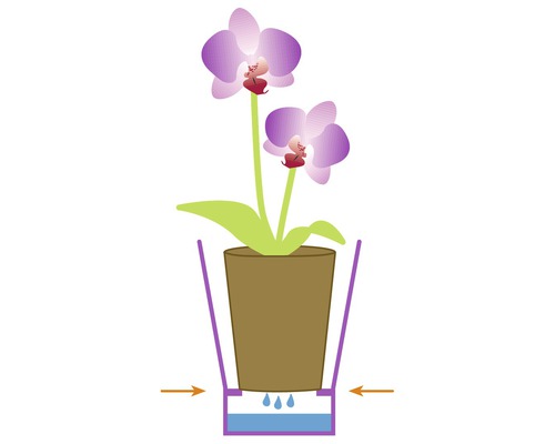 Illustration einer Orchidee im Topf mit Bewässerungssystem