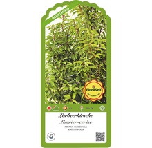 Etikett der Lorbeerkirsche Prunus lusitanica ''Angustifolia'' mit Informationen zu Eigenschaften und Pflege