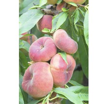 Bio Tellerpfirsich FloraSelf Bio Prunus persica H 130-150 cm Co 7,5 L Busch-thumb-0