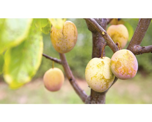 Bio Säulenpflaume 'Aprimira' FloraSelf Bio Prunus domestica Starline® 'Aprimira' H 120-150 cm Co 7,5 L