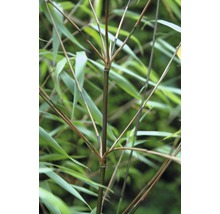 Bambus 'Asian Wonder' FloraSelf Fargesia 'Asian Wonder' H 80-100 cm Co 10 L