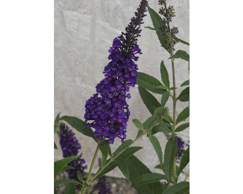 Schmetterlingsflieder mit Blüte und grünen Blättern